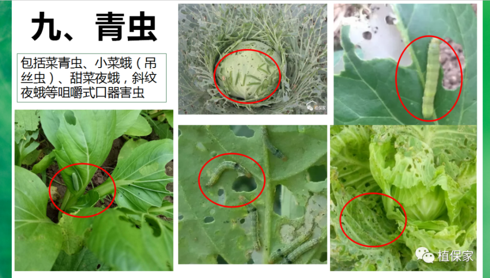 植保《叶菜常见病虫害高清图谱,青菜,油麦菜,生菜,白菜《10月份