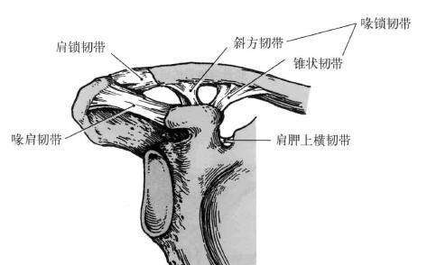 另外一端肩胛骨和锁骨相连,也叫肩锁关节,它们由肩锁韧带和喙锁韧带