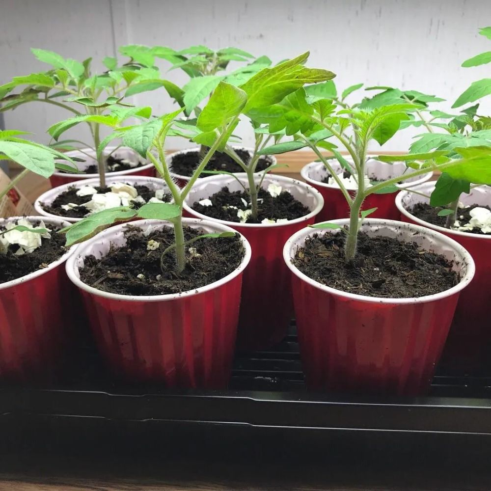 上面是番茄幼苗
