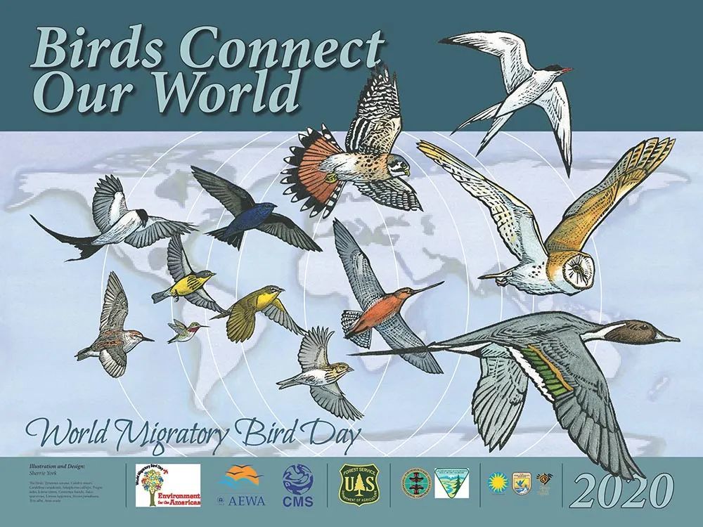 今年的世界候鸟日(world migratory bird day)是5月9日和10月10日.