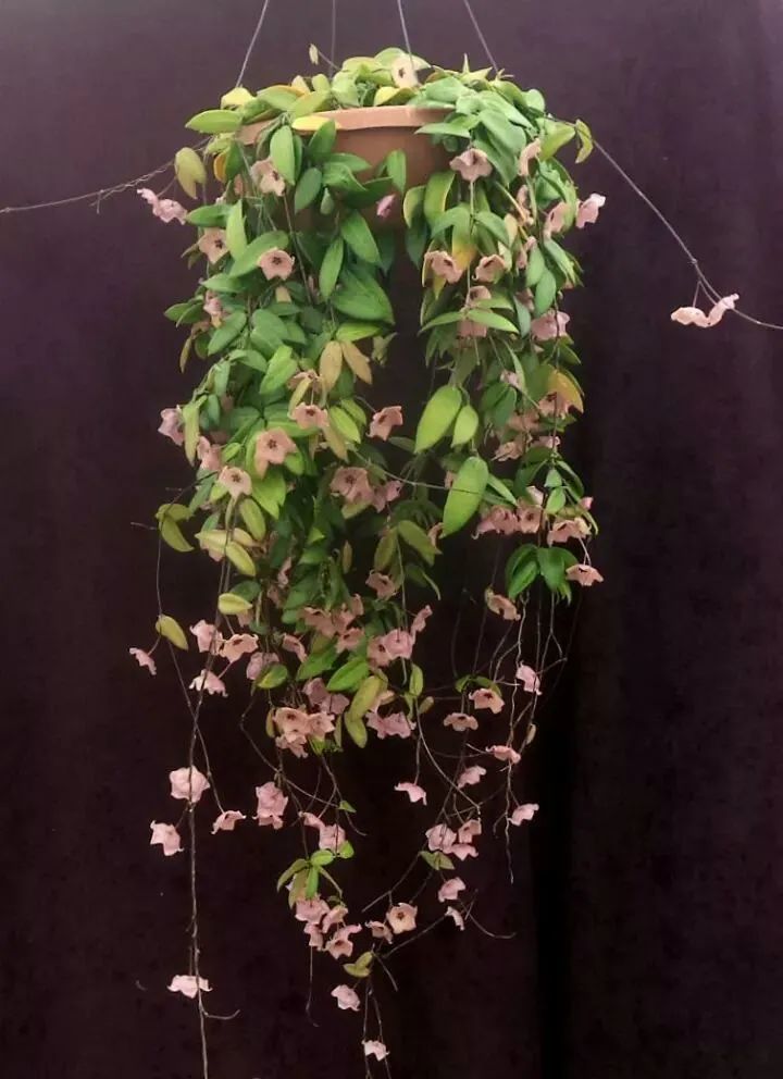 球兰养成绿萝般的观叶植物教你快速繁殖的几个技巧经常可开花