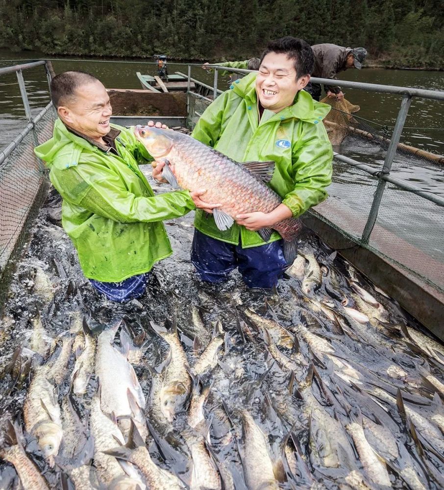 如今,清流溪鱼养殖已成为重要产业.