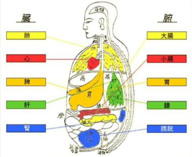 六腑(胆,胃,小肠,大肠,膀胱,三焦)