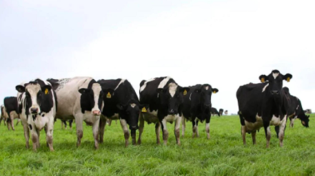 澳大利亚又一最大的奶牛场之一被海外收购