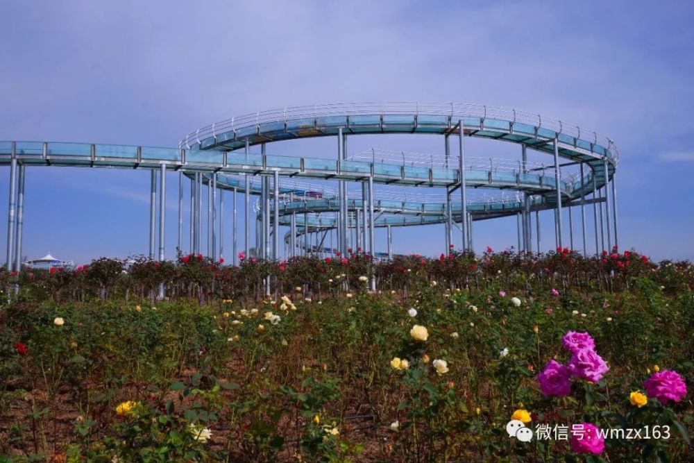 【推荐】齐鲁赏花地,日照花仙子——日照花仙子旅游区