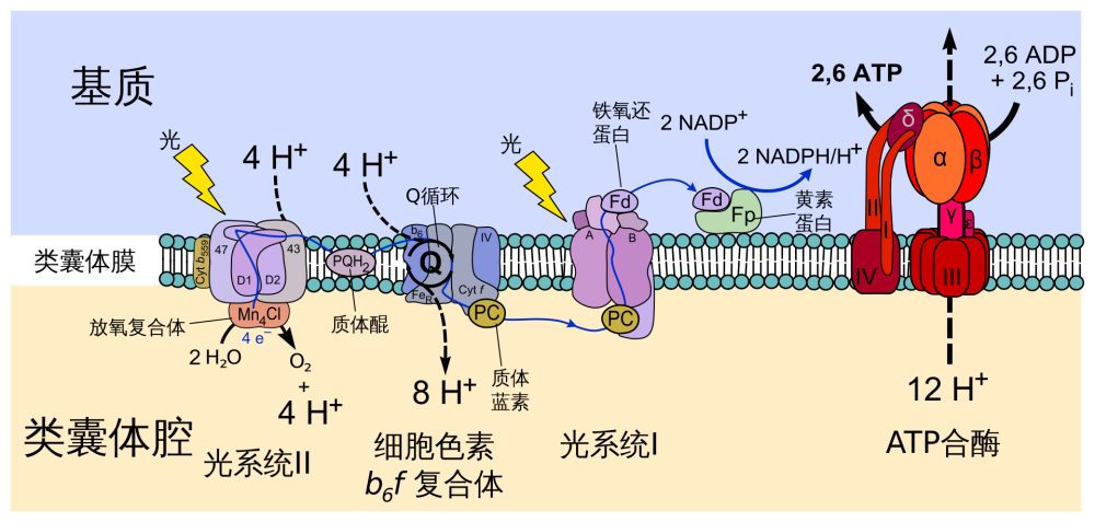 类囊体膜上的非循环电子传递链.