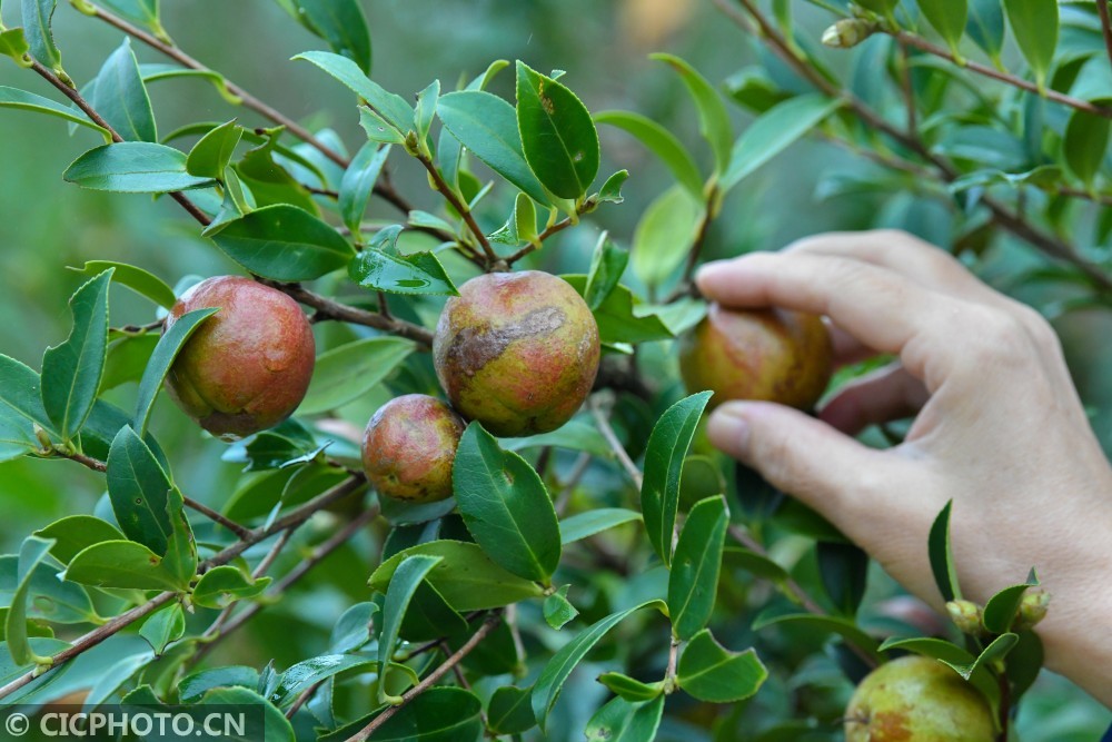 湖南常宁:油茶果采摘忙