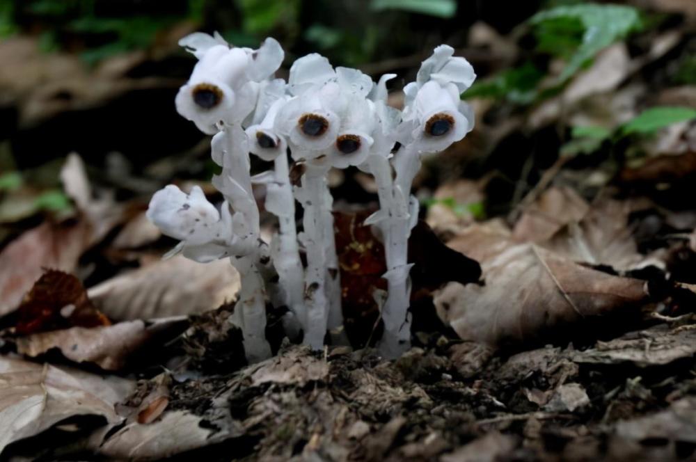 水晶兰有毒吗为什么叫冥界之花
