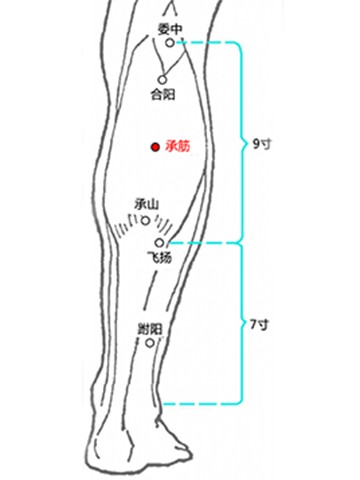 针灸穴名解—膀胱经腧穴 承筋