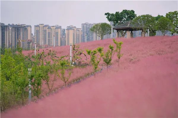 还记得去年火爆的广安网红打卡地吗