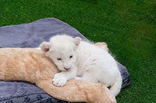1000