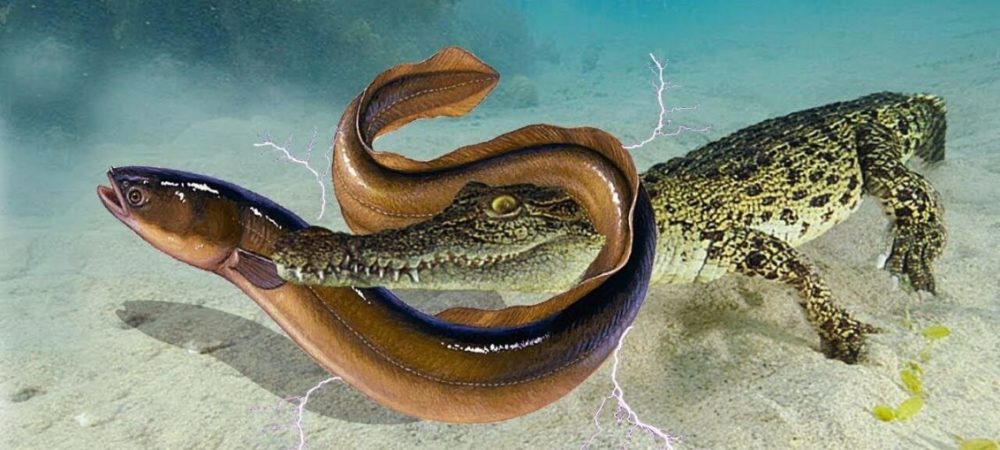 电鳗:高压线,地球上最令人恐怖的淡水动物之一