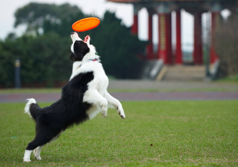 【哈弗 大狗】养"狗"指南:首选边牧次选哈士奇,新手直接上马犬!