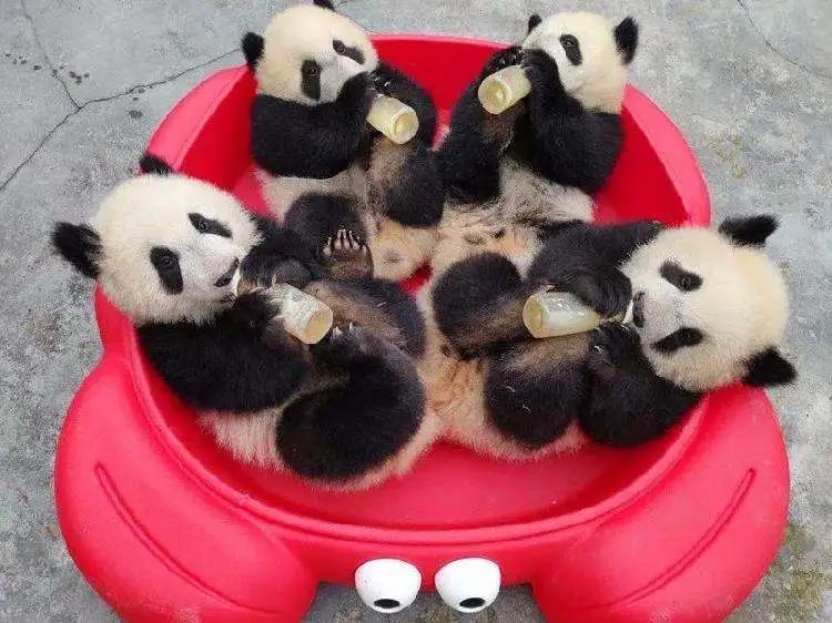 留下了多只明星后代,再见,我们25岁的重庆大熊猫灵灵