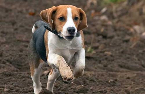 为什么很少有人饲养比格犬优点让人喜欢可缺点很明显