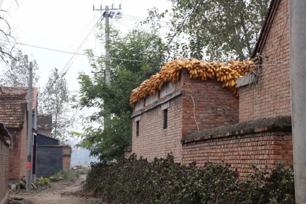 实拍十月的苏北农村,每张图片都朴实幸福,瞬间能戳中你的心坎!