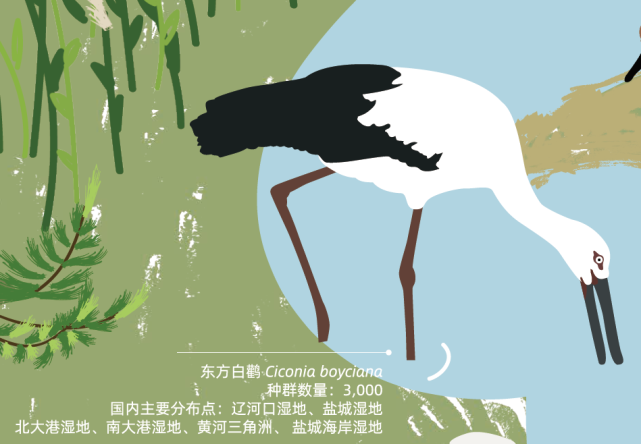 世界候鸟日-鸟类连接我们的世界