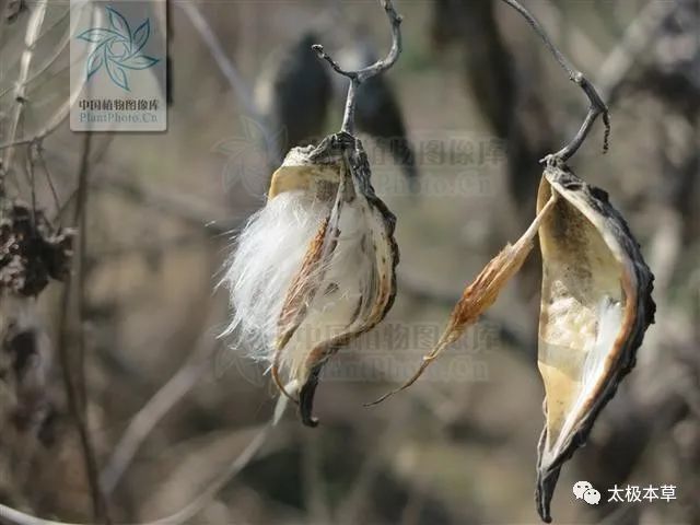 别名天将壳,萝摩荚,哈喇瓢,赖瓜瓢,羊角,麻雀棺材,剌猬瓜,野羊角,和尚