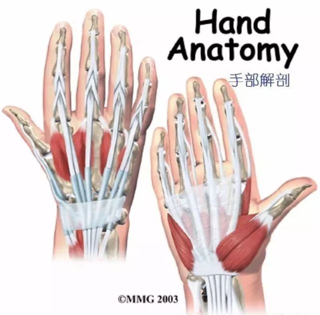 详细的手部解剖|手指|拇指|指间关节|肌肉