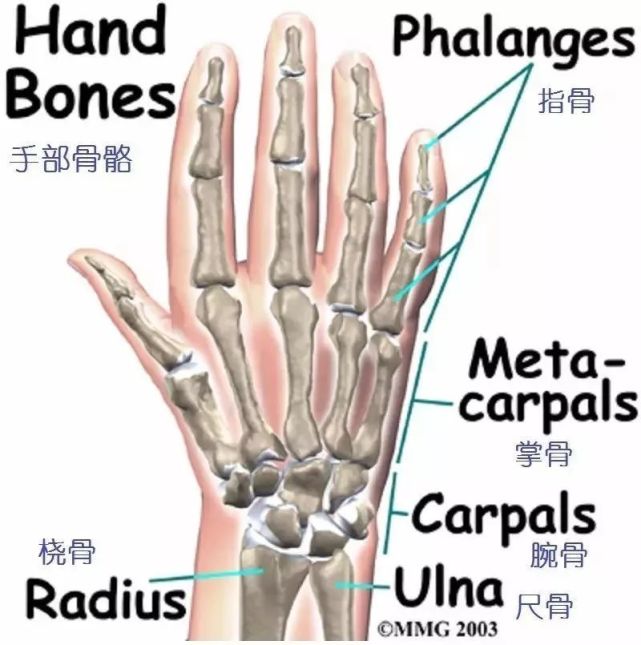详细的手部解剖|手指|拇指|指间关节|肌肉