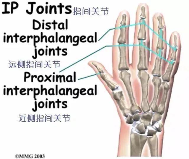 详细的手部解剖