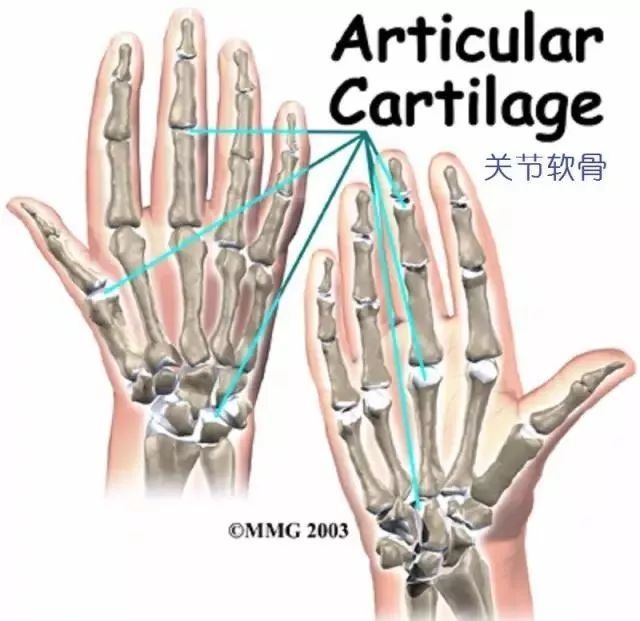 手的关节,手指和拇指的两端都覆盖着关节软骨.
