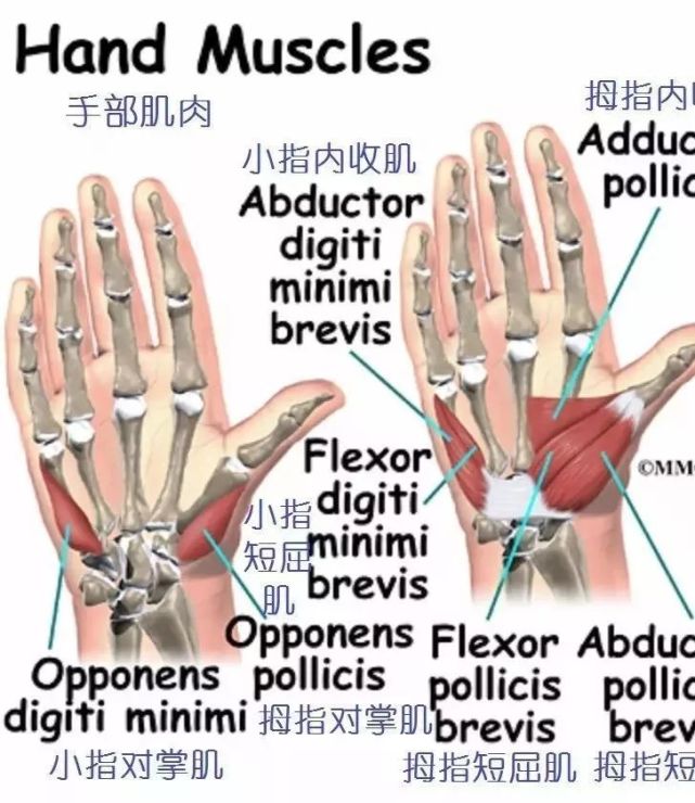 图文手部解剖