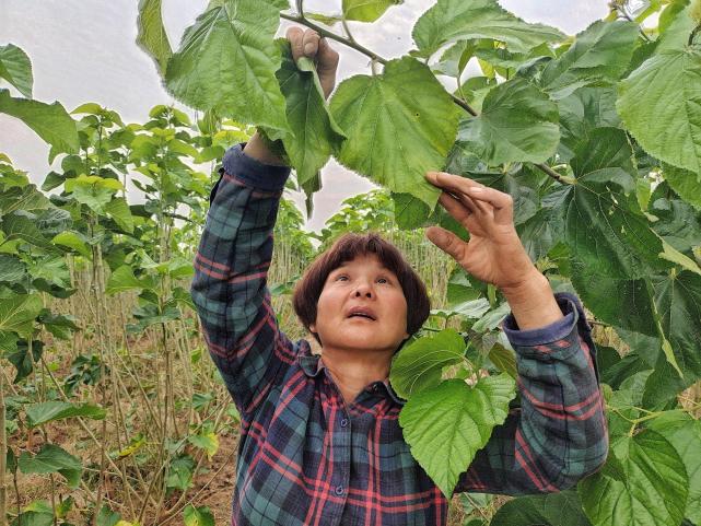 蚕农|汝州市焦村镇：笑容挂在蚕农的脸上