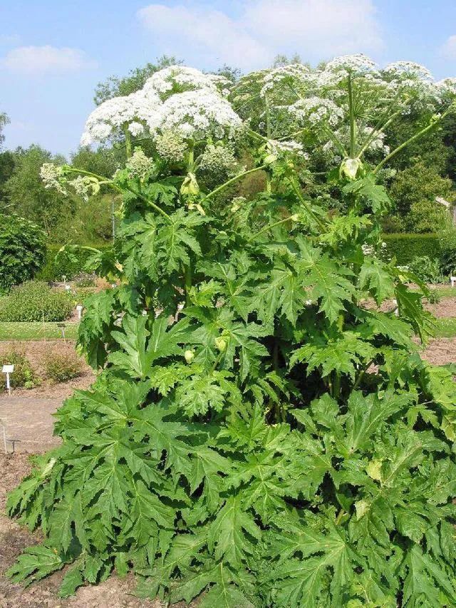 【中药介绍】白芷