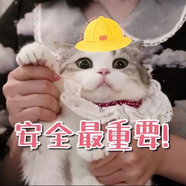 可爱又沙雕的猫咪表情包