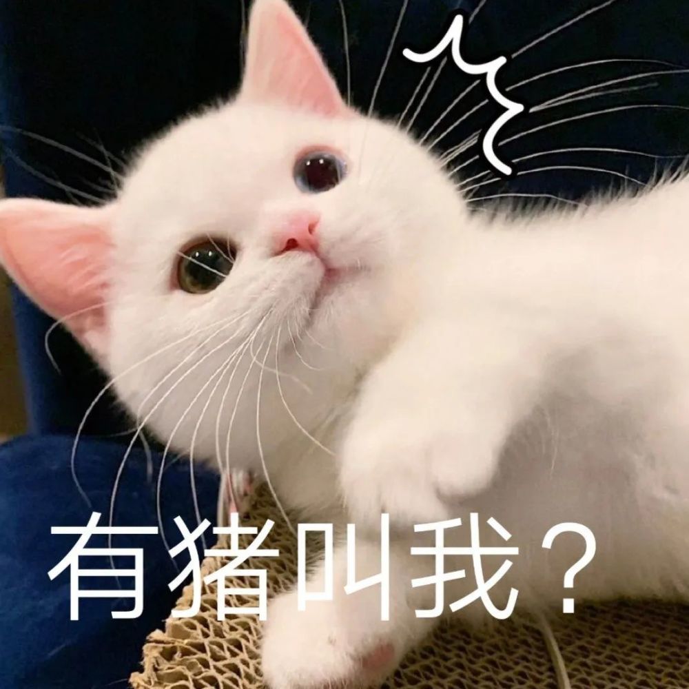 可爱又沙雕的猫咪表情包