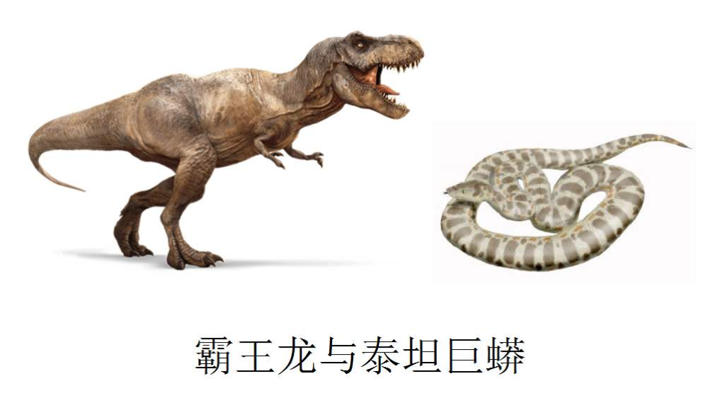 成年霸王龙体重约8~15吨,从头到尾约12~15米,4~5米高.