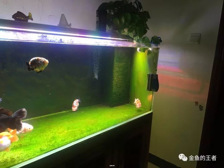 成品缸渐渐满足不了我新开1米2清水绿苔缸成本不到3千