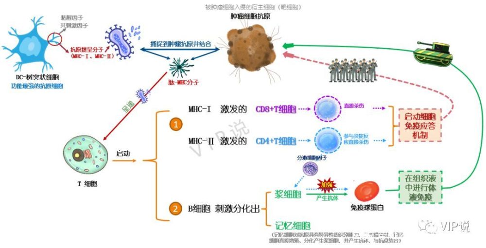 真操实练 好了,了解完免疫军队的设置,我们设想一个 肿瘤细胞进入了