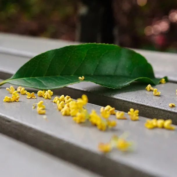 人闲桂花落