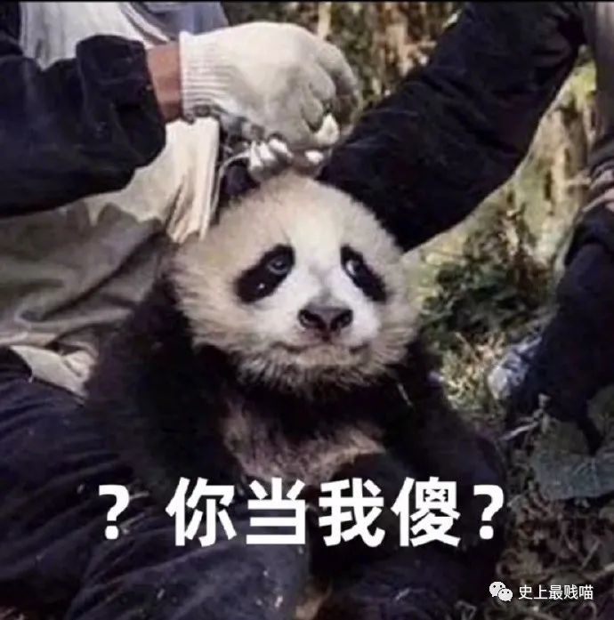 熊猫:你当我傻?