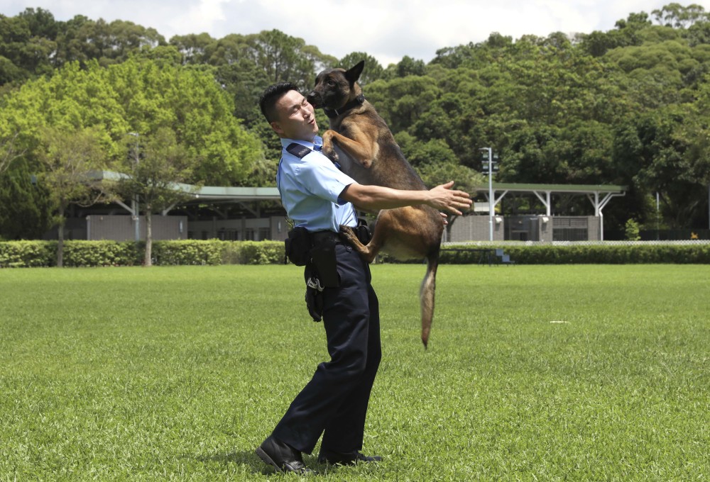 香港警犬队领犬员和他的"家人"