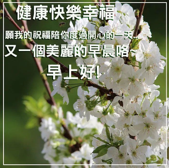 早上好图片大全最美 早上好图片带字和鲜花