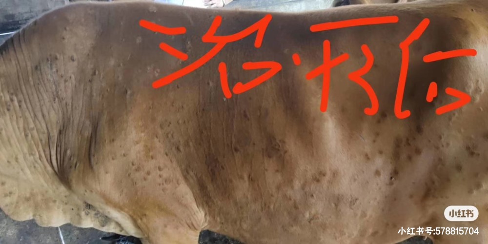 牛病毒性结节皮肤病的防治