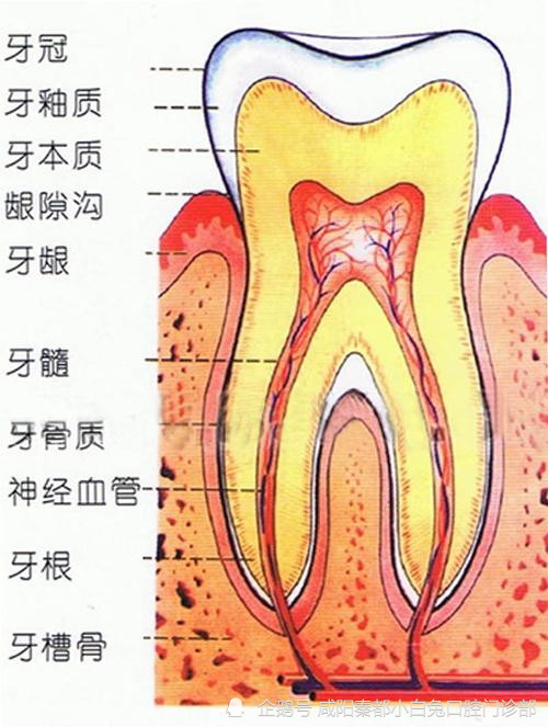 根管治疗不是坊间传说的什么酷刑是治疗并保留患者牙齿的医术