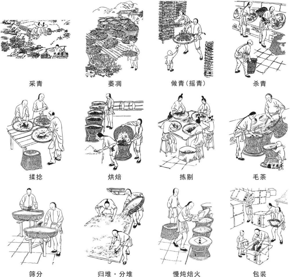 制茶流程图 再后来,随着蒸茶杀青被炒茶杀青所取代,这才出现了我们