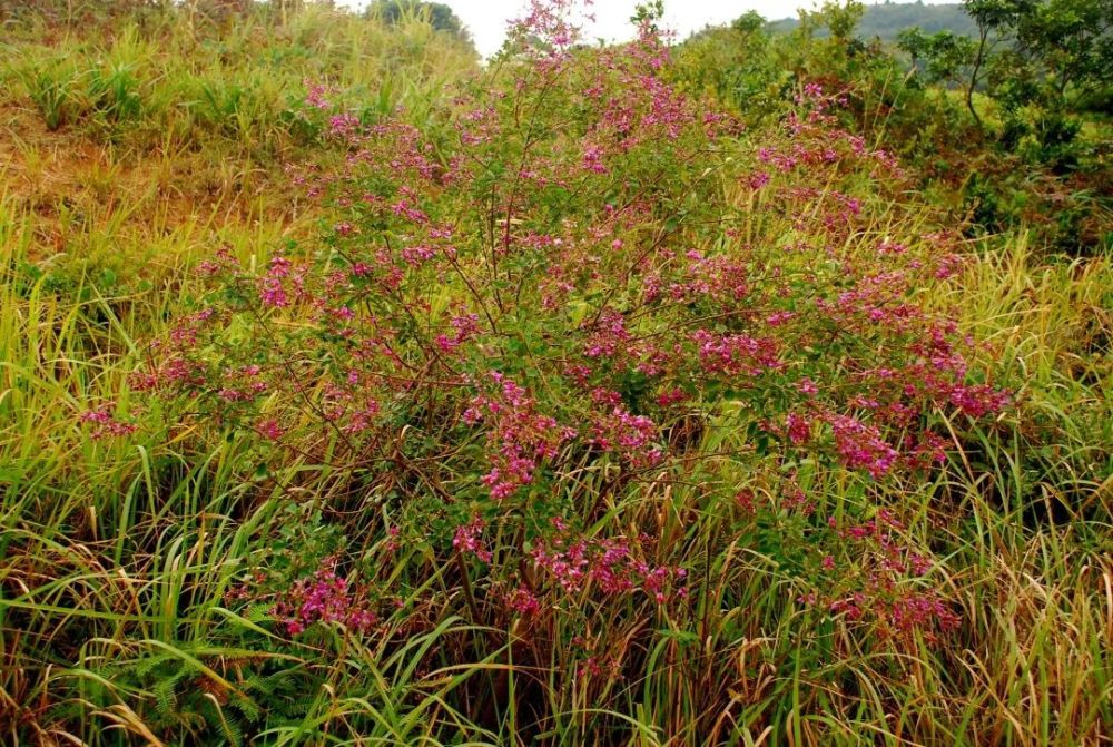 美丽胡枝子(植株)