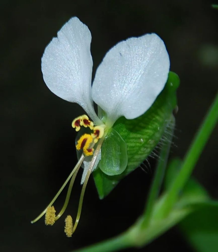 鸭跖草(白花)