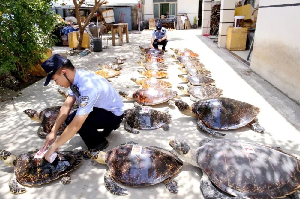 暗自在琼海市潭门镇家中开设工艺品精品店对外销售玳瑁和砗磲制品,并