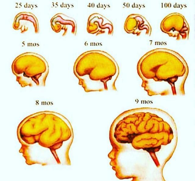 胎儿大脑发育有3个高峰,孕妈要抓住,并做好这些事