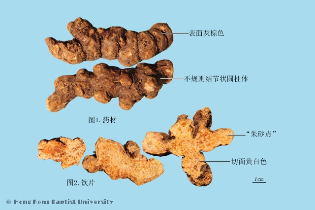 40种常用中药材的主产地及鉴定图