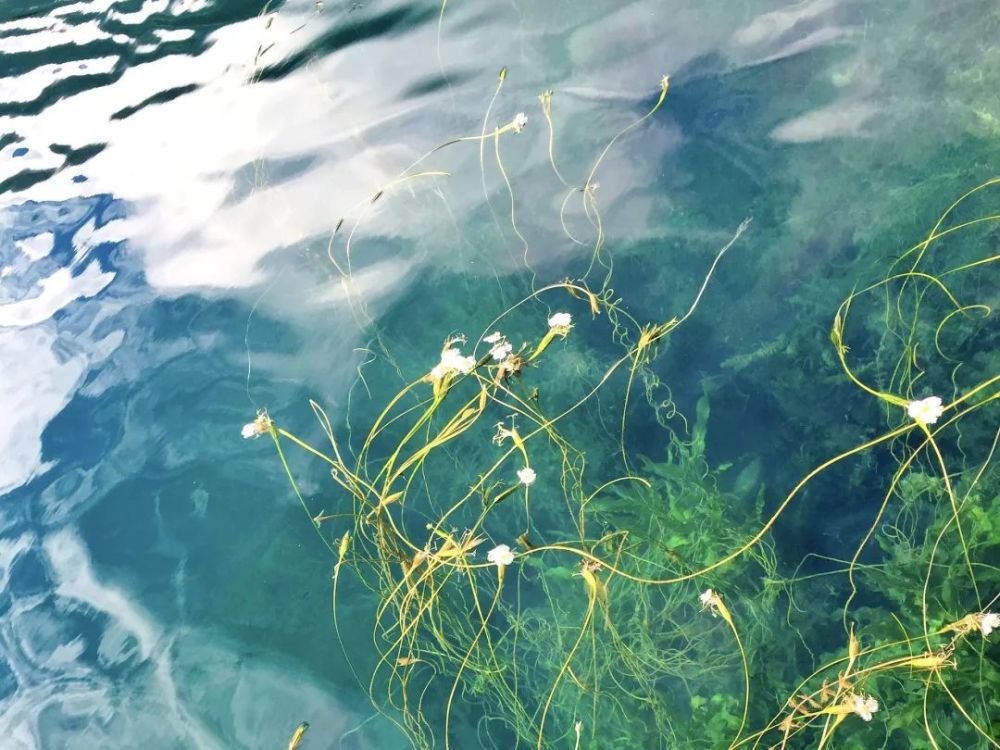 水性杨花的泸沽湖到底有多美?