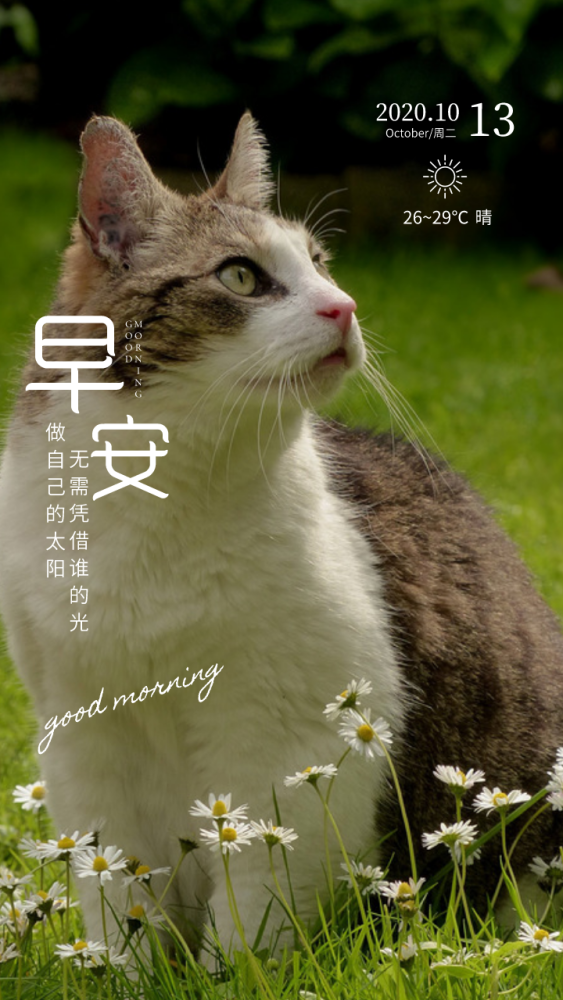 早安了,我的猫咪