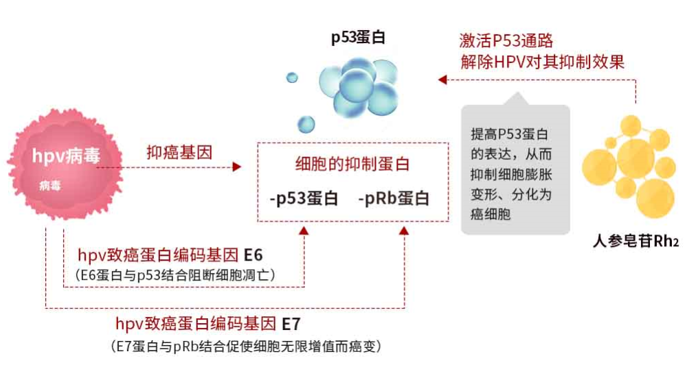 hpv52阳性是什么意思（hpv52阳性是什么意思）