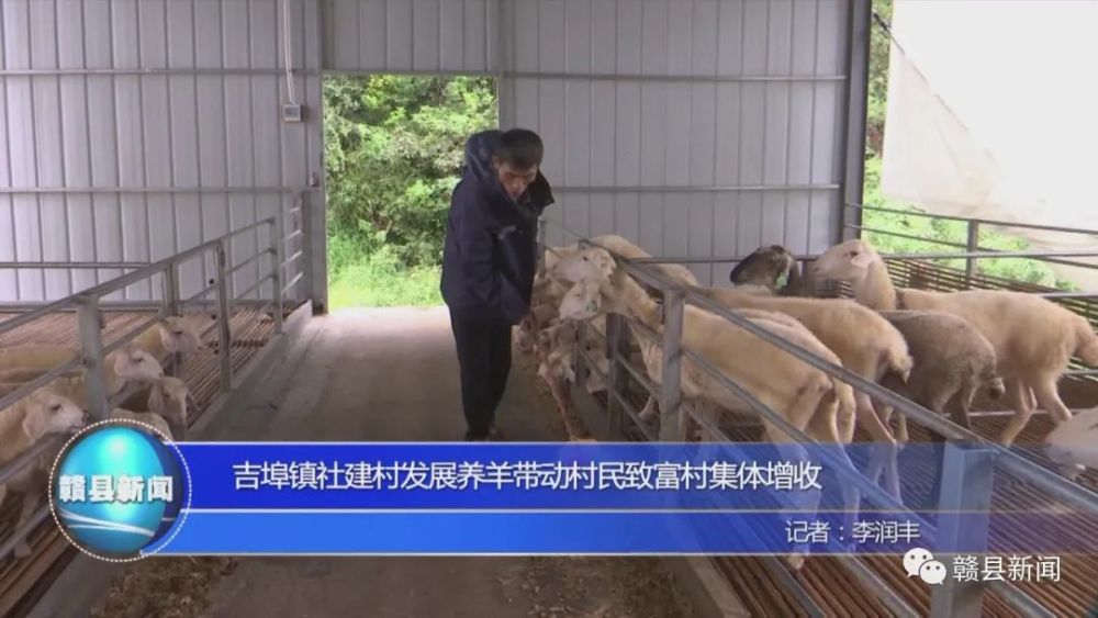 眼前这位正在羊舍中干活的是社建村的贫困户汤捡法,从2020年4月开始